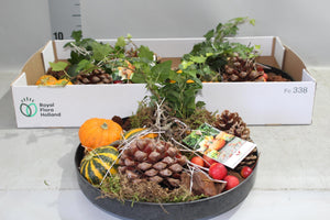 Mixed Sierfruit Arrangement – 27cm Pot
