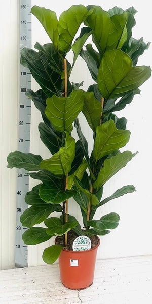 Fiddle Leaf Fig (Ficus lyrata) – 24cm Pot, 150cm
