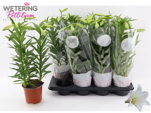 Lilum ‘Lil Lo Miracle’ Lily – 13cm Pot
