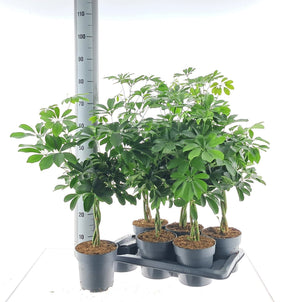 Dwarf Umbrella Tree (Schefflera arboricola) – 17cm Pot