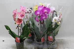 Mixed Phalaenopsis Orchid – 1 Stem, 12cm Pot