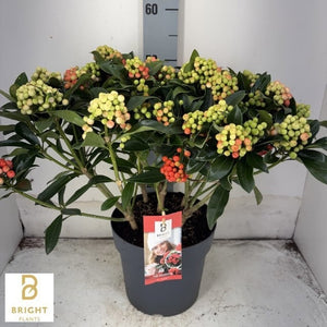 Japanese Skimmia japonica ‘Pabella’ – 23cm Pot