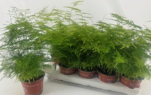 Asparagus Fern (Asparagus setaceus) – 12cm Pot
