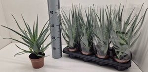 Aloe arborescens – 12cm Pot, Approx. 40cm High