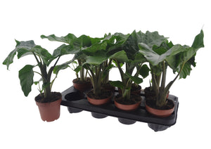 Alocasia Low Rider – 12cm Pot, Approx. 30cm High