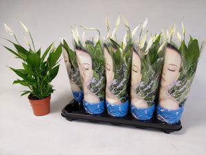 White Peace Lily (Spathiphyllum) – 12cm Pot, 45cm