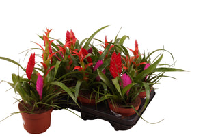 Mixed Bromeliad Collection – 12cm Pot, 30cm High
