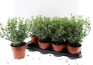 Euonymus ‘Emerald Gaiety’ – 13cm Pot