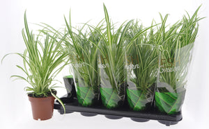 Chlorophytum comosum 'Vittatum' Spider Plant – 12cm Pot