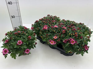 Pink Chrysanthemum ‘Sosi’ – 13cm Pot