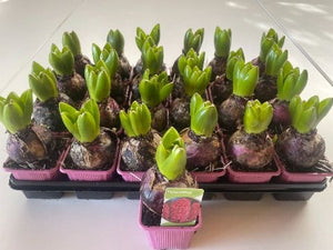 China Pink Hyacinth (Hyacinthus orientalis) – 7cm Pot