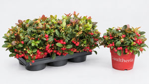 Gaultheria Wintergreen Plant – 15cm Pot