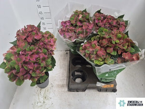 White Hydrangea macrophylla – 14cm Pot