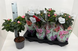 Mixed Rhododendron (Rhododendron simsii) – 13cm Pot