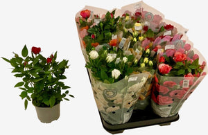 Mixed Rose Plant (Rosa) – 10.5cm Pot