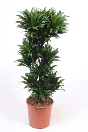 Compact Dragon Tree (Dracaena fragrans ‘Compacta’) – 30cm Pot