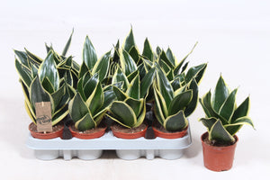 Golden Hahnii Snake Plant (Sansevieria trifasciata) – 9cm Pot