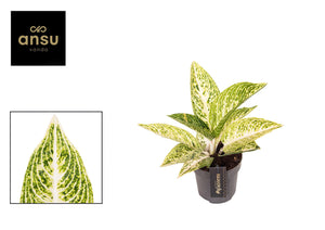 Aglaonema ‘Polar Springtime’ – 12cm Pot
