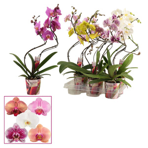Mixed Phalaenopsis Orchid – 2 Stem, 12cm Pot