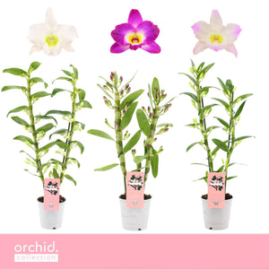 Mixed Dendrobium Nobile Orchid – 12cm Pot