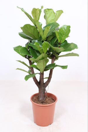 Branched Fiddle Leaf Fig (Ficus lyrata) – 27cm Pot