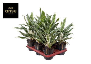 Aglaonema ‘Greyhound’ – 12cm Pot