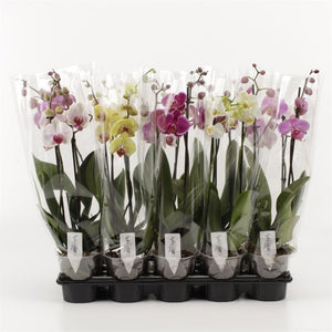 Mixed Phalaenopsis Orchid – 3 Stem, 12cm Pot