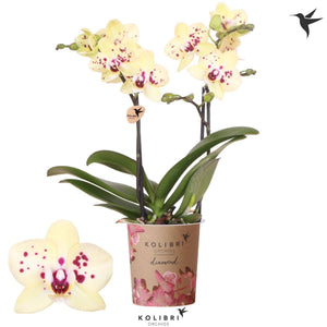 Yellow Phalaenopsis Orchid ‘Diamond Mancora’ – 2 Stem, 9cm Pot