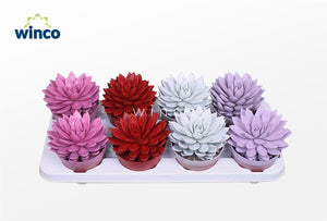 Echeveria Agavoides ‘Rainbow’ Succulent – 12cm Pot