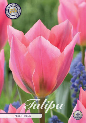 Tulip ‘Albert Heijn’ Flower Bulbs – 7 Bulbs