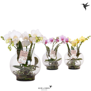 Mixed Phalaenopsis Orchid – 16cm Glass Bowl, 50cm