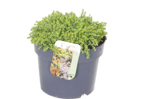 Goldmoss Stonecrop (Sedum acre) – 17cm Pot