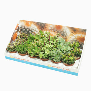 Mixed Crassula Succulent – 8.5cm Pot