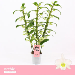 White Dendrobium Nobile Orchid ‘Apollon’ – 12cm Pot