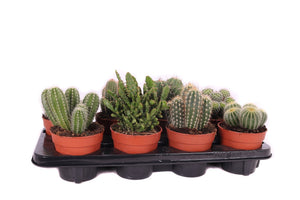 Mixed Cactus Collection – 12cm Pot, Approx. 25cm High