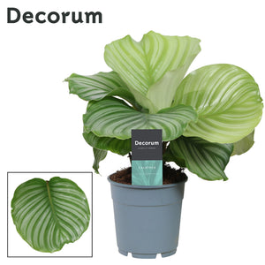 Calathea Orbifolia Prayer Plant – 12cm Pot