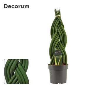 Braided Cylindrical Snake Plant (Sansevieria cylindrica) – 14cm Pot