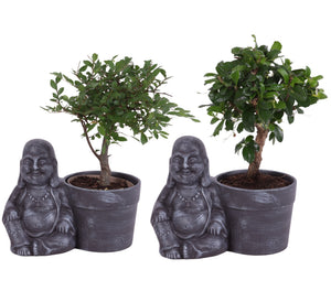 Indoor Bonsai in Ceramic Buddha Pot – 19cm