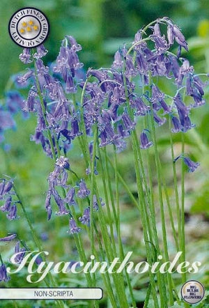 Bluebells (Hyacinthoides non-scripta) – 8/9 Bulbs