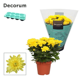 Mixed Chrysanthemum Houseplant – 13cm Pot