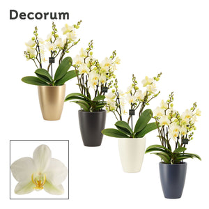 Dazzling Lausanne Phalaenopsis Orchid – 12cm Ceramic Pot