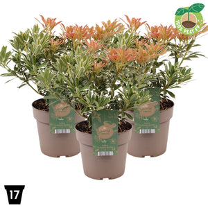 Flaming Silver Japanese Pieris (Pieris japonica) – 17cm Pot