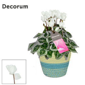 White Small-Flowered Cyclamen persicum – 14cm Pot