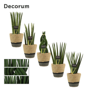 Sansevieria cylindrica Mixed Plant – 12cm Pot, 35cm High