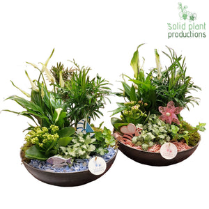 Autumn Mix Plant Arrangement – 30cm Decorative Pot