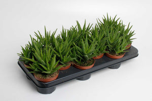 Aloe Vera ‘Verini’ – 10.5cm Pot