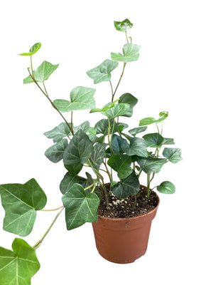 Irish Ivy (Hedera hibernica) – 13cm Pot