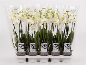 White Phalaenopsis Orchid – 4 Stem, 12cm Pot