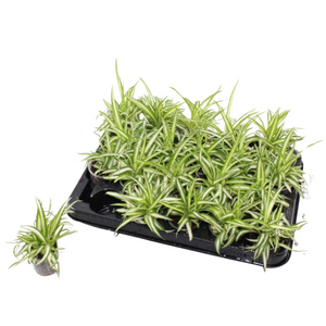 Variegated Spider Plant (Chlorophytum) – 6cm Pot