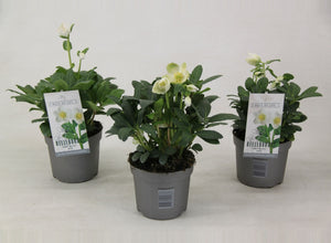 Helleborus ‘Mont Blanc’ – 13cm Pot